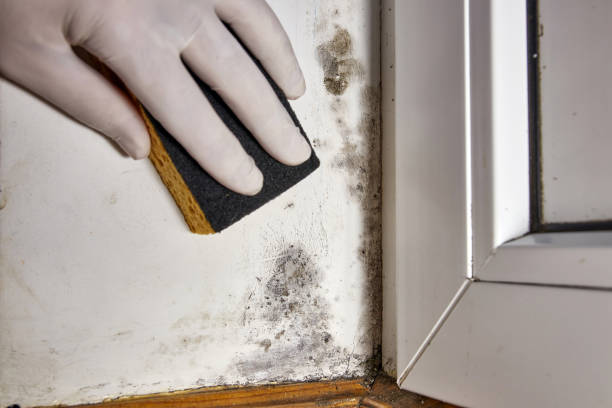  , USA Mold Removal Pros